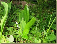 Lily of the valley