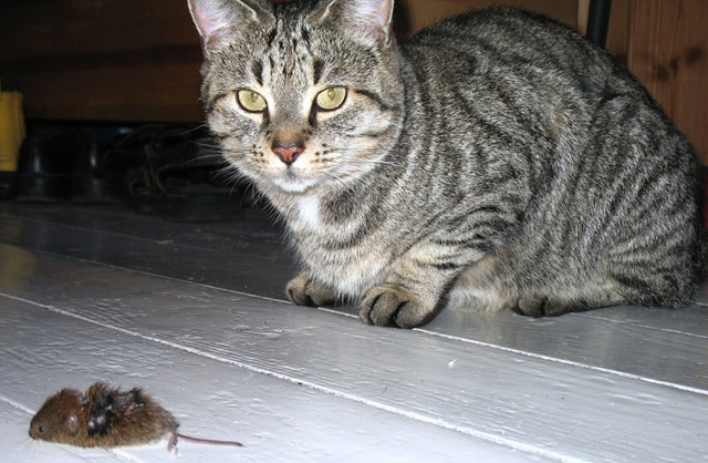 [Felicia  and Mouse[3].jpg]