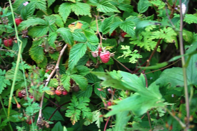 [Wild Rasberries[2].jpg]