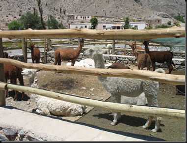 Llamafarm Llamafarm