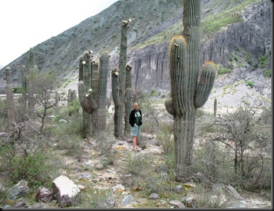 Giant cactuses Giant cactuses