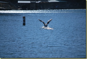 Duck landing at Lake Travis