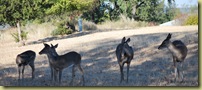Lago Vistas - dec 9  2010 - Deers in flock