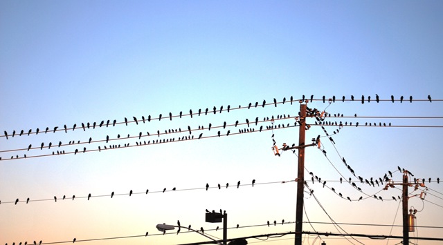 [2010-12-08 Birds on line[3].jpg]