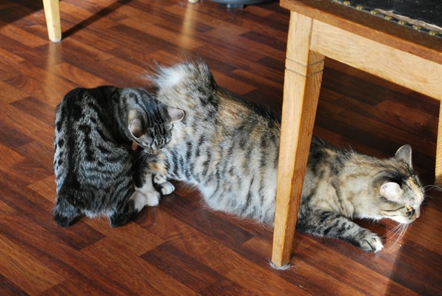 [Lillis playing with Rosa[3].jpg]
