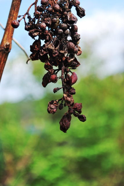 [20110514GrapesfromlastYear5.jpg]