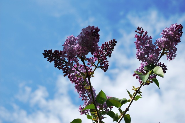 [20110514SyrinLilacs5.jpg]