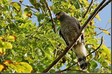 DSC03151_ka