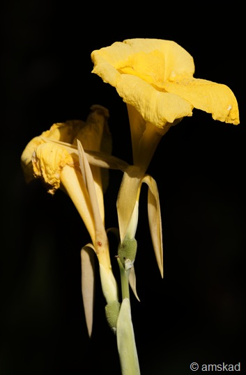 [_DSC6349_ka[1].jpg]