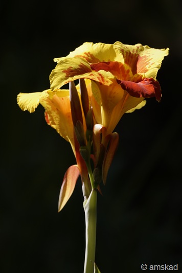 [_DSC6336_ka[1].jpg]
