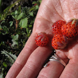 Wild!! Strawberries!!