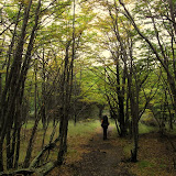Forests near Refugio Grey