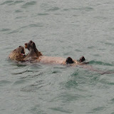 Otter