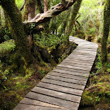 Tepu forest