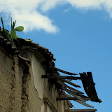 Hardy roof-cactus