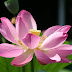 Trip 3581 Baile Felix Nymphaea lotus thermalis.JPG, Romania, Baile Felix