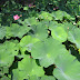 Trip 3742 Baile Felix Nymphaea lotus thermalis.JPG, Romania, Baile Felix