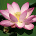 Trip 3630 Baile Felix Nymphaea lotus thermalis.JPG, Romania, Baile Felix