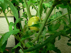 My one and only Ruby Heirloom Tomato is finally turning red. Is 14 wks yesterday.