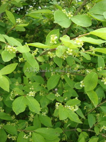 [BugsandBlooms0367.jpg]