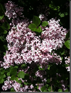 Lilacs Iphone2