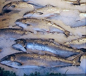 [ice fish[20].jpg]