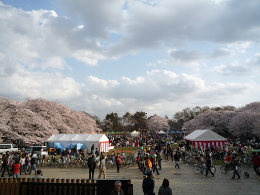 小金井桜まつり02 小金井桜まつり02