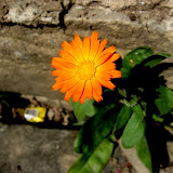 Flora