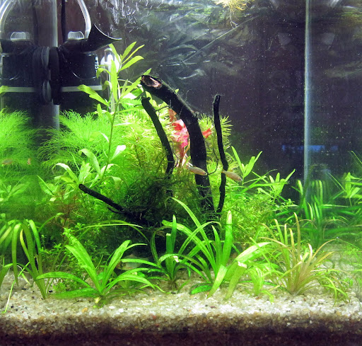 Картинка с форума