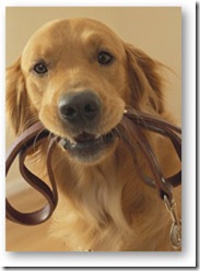 Dog_Lease Dog_Lease