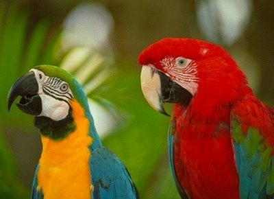 [macaws[3].jpg]