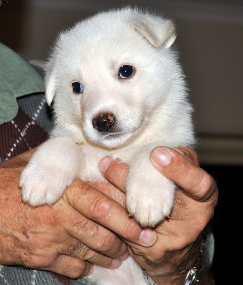  The C Litter One Month Old