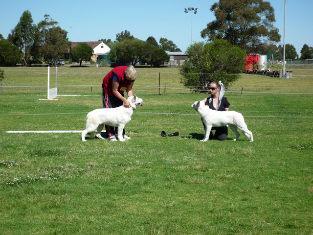 Baldr and Zarah run off for Best Puppy