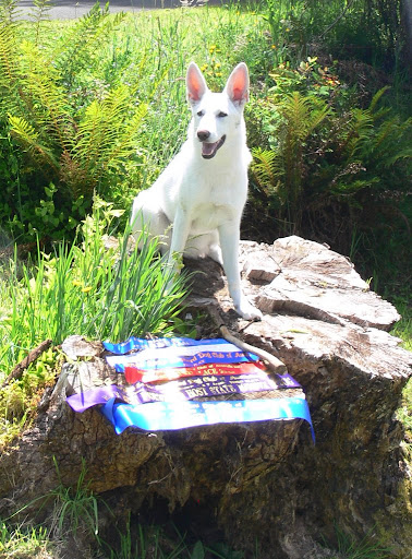 Zarah and her ribbons- 2008 Show season