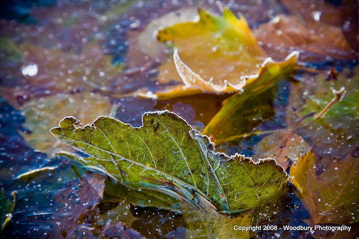 leaves in frozen pond