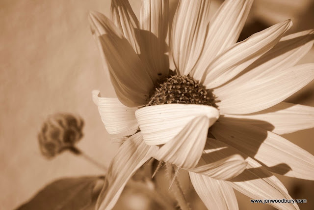 SunflowerAction