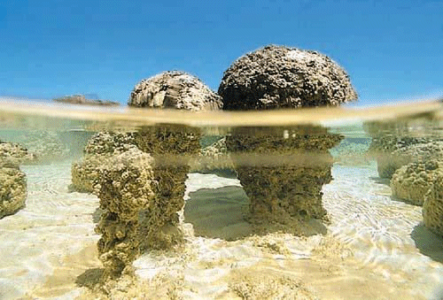 Levande (modern) stromatolit.