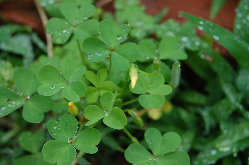 Heart shaped leaf weed