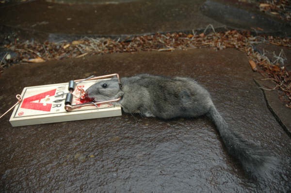 [Woodrat[2].jpg]