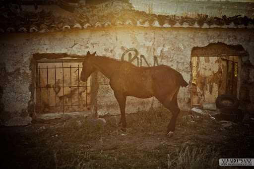 100529_cáceres caballos_027.jpg