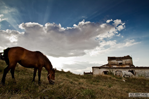 100528_cáceres caballos_004.jpg