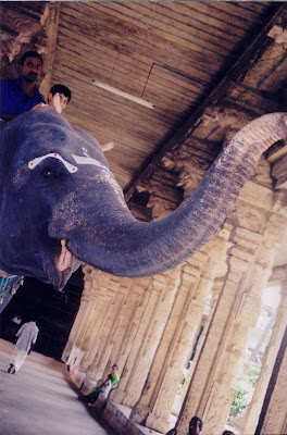 A on the elephant