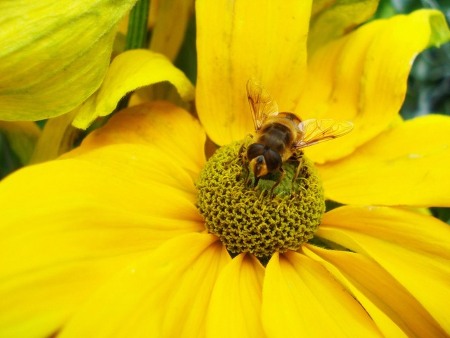[bee[7].jpg]
