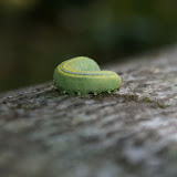 DSC02245.JPG