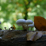 DSC02383.JPG