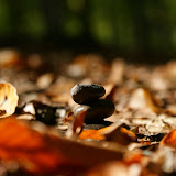 DSC02440.JPG