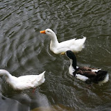 ballikayalar2008_420.jpg