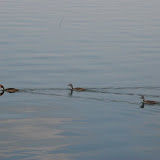 DSC_0054.JPG
