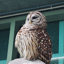 barred owl