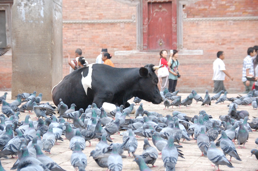 [Nepal 2010 -Kathmandu, Durbar Square ,- 22 de septiembre   116[3].jpg]